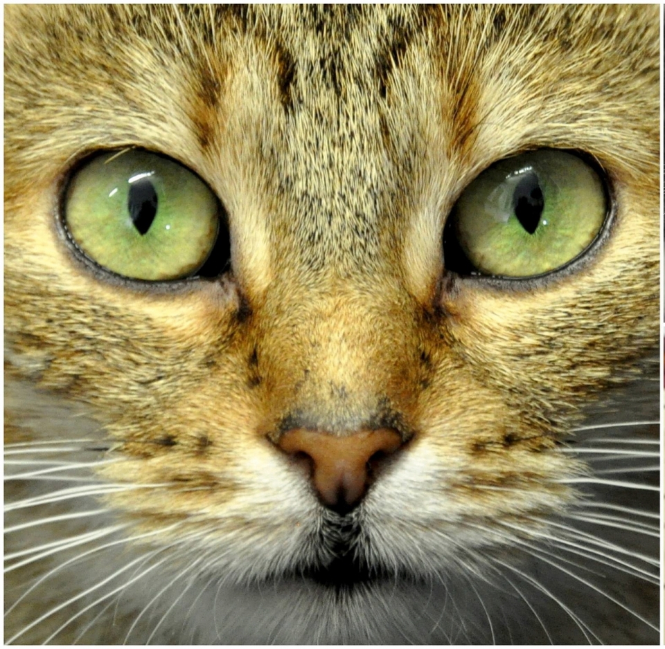 绿色眼睛可爱宠物猫近距面部特写