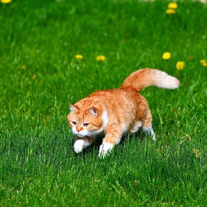 唯美清新草丛里的猫图片