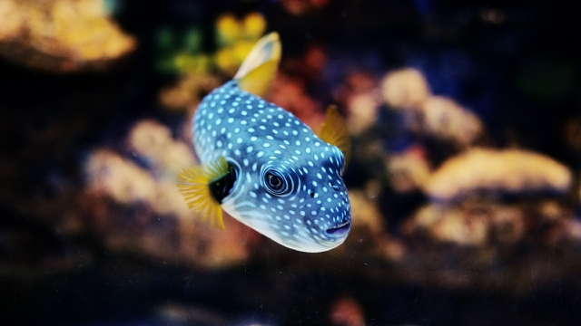 河鲀高清桌面壁纸