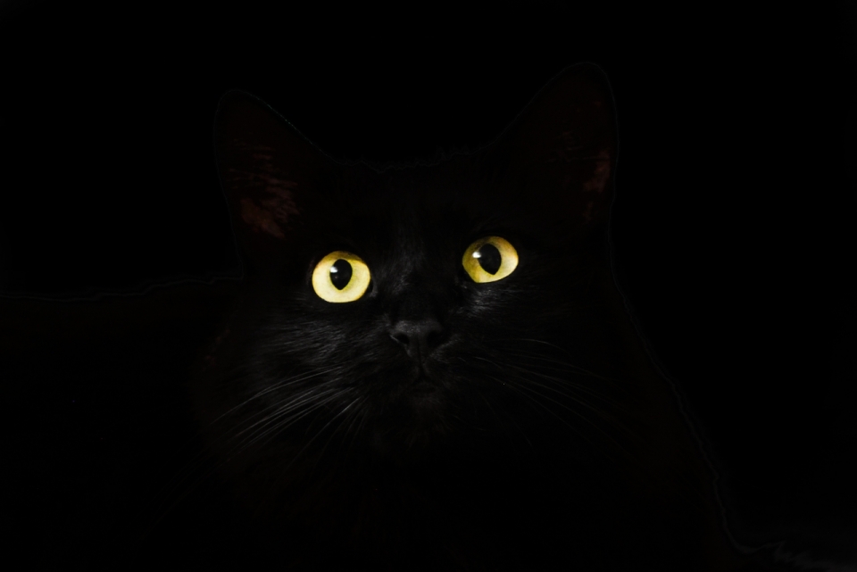 黑夜里仰望天空的黑猫