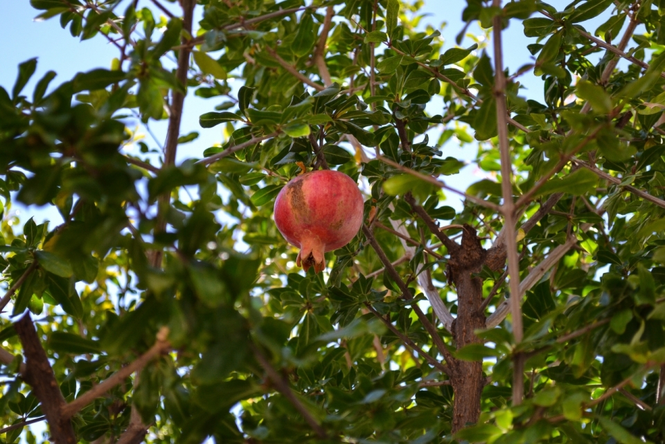 果树上一颗成熟的石榴食物摄影