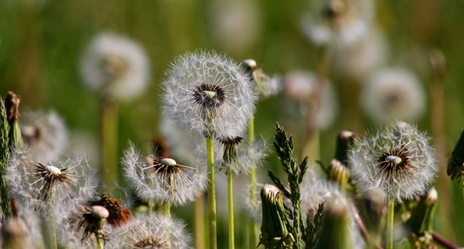 阳光户外自然小清新白色蒲公英植物