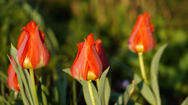 虚化背景户外红色花朵绿色叶子自然植物