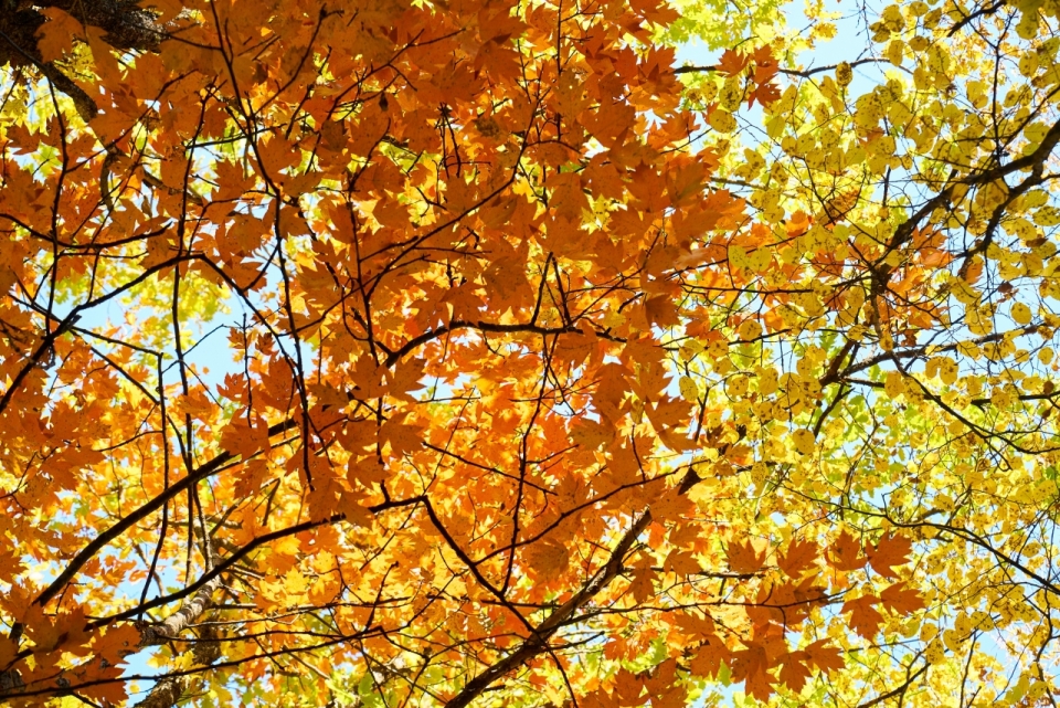 秋天树林树木金色树叶风光