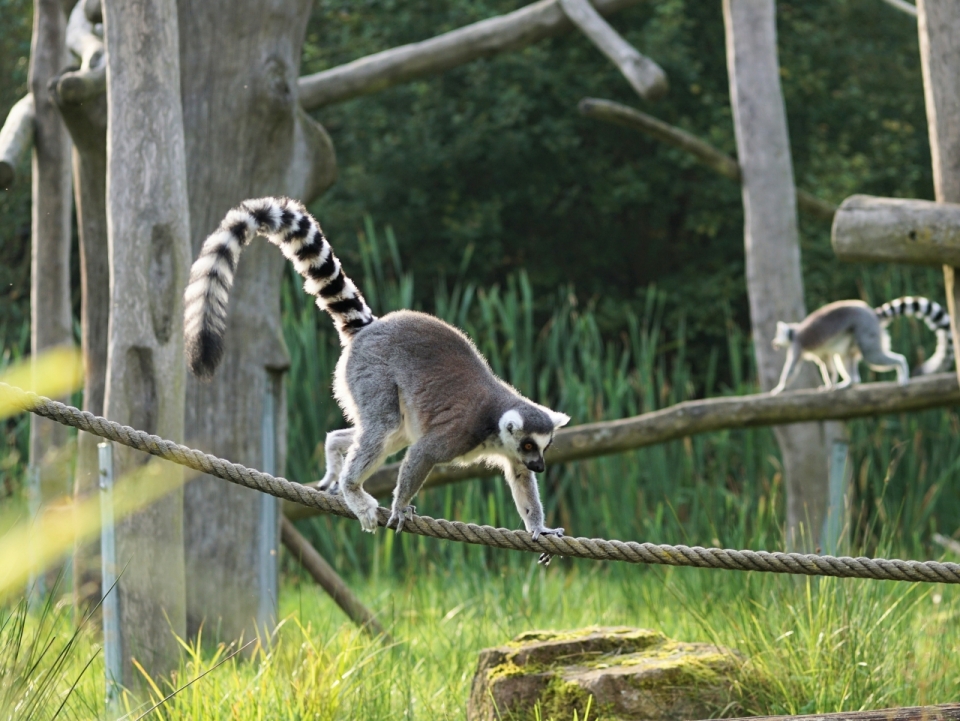动物园绳索上爬行的环尾狐猴射影