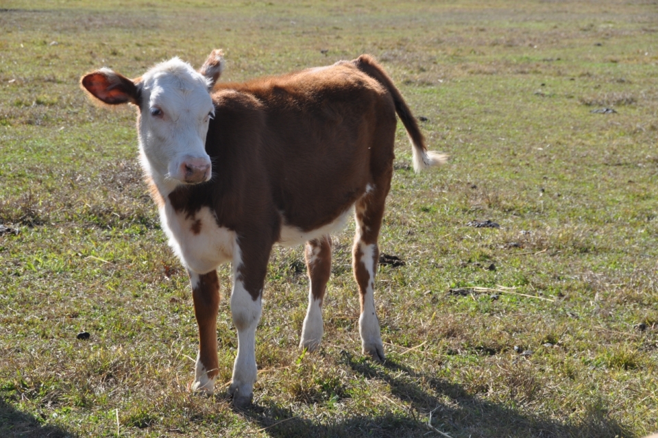 阳光明媚的草原上歪头看着远方的小牛犊