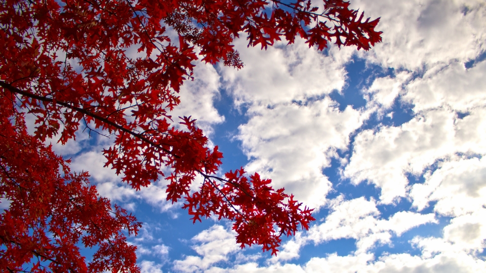 秋天秋季枫树枫叶美景自然风光高清桌面壁纸