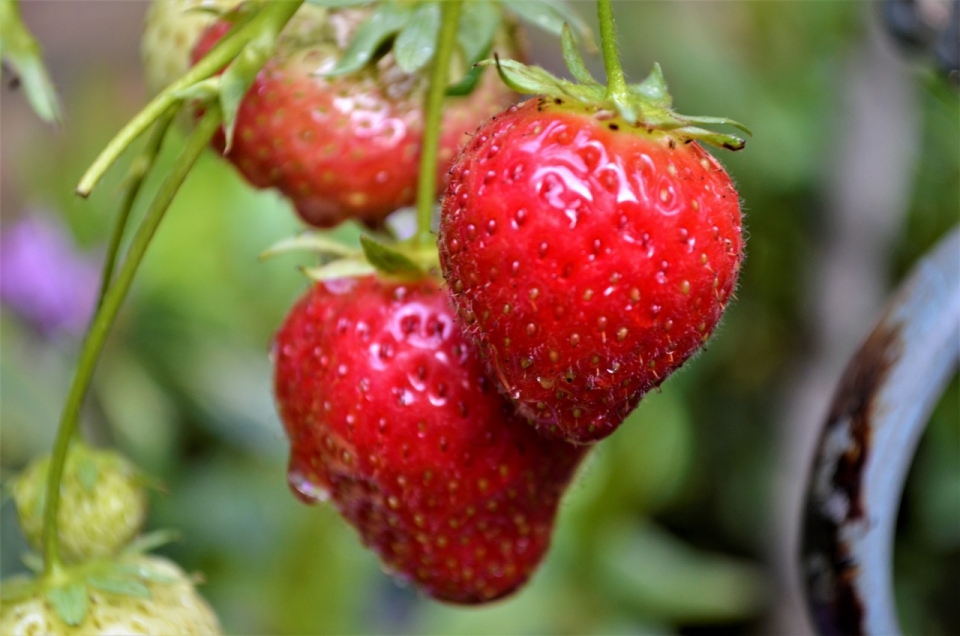 虚化户外背景红色新鲜自然草莓水果