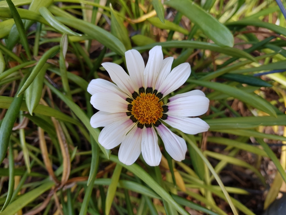 草丛中一朵盛开的白色菊花植物摄影
