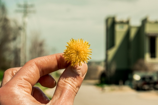 虚化背景街边空地手持黄色花朵特写