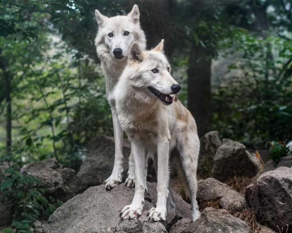 树林前两只站在石头上的白狼