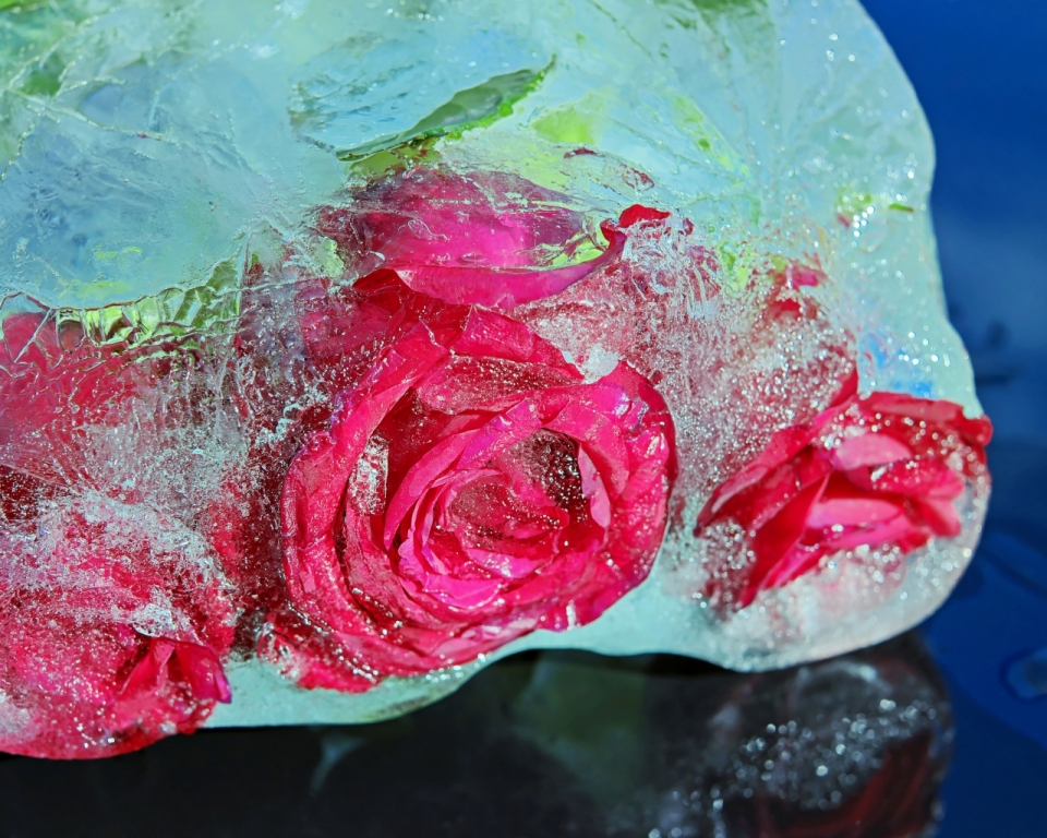 桌面透明冰块中红色玫瑰花朵植物
