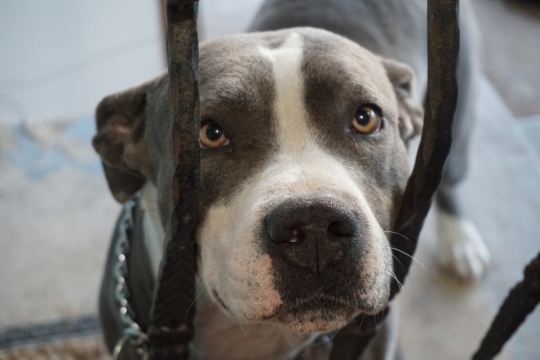 靠在栏杆上看着主人的可爱狗狗