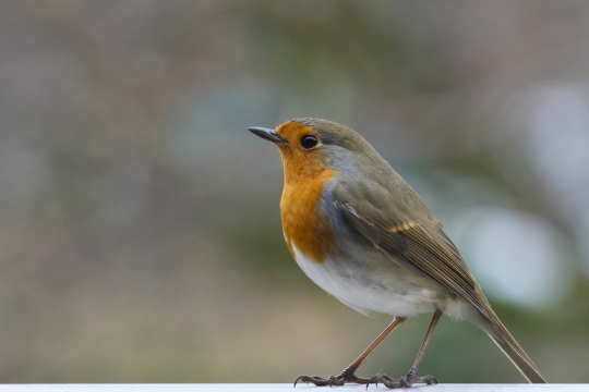 窗台边可爱小鸟灵动眼睛特写