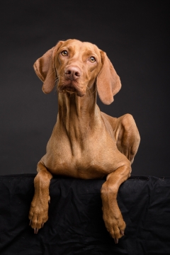 室内黑色背景黄色可爱宠物狗