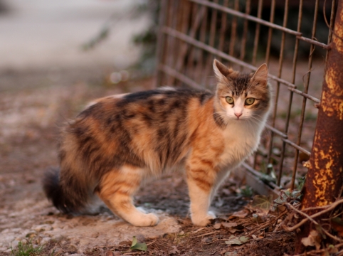 虚化背景自然户外可爱宠物猫