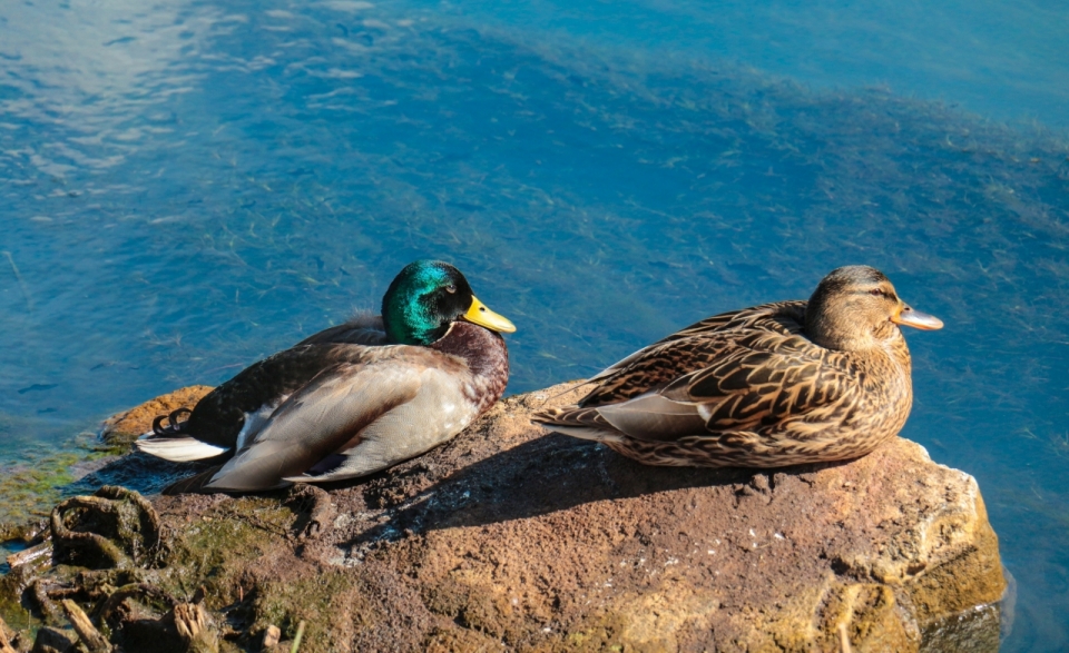 阳光蓝色大海自然岩石野生鸟类动物