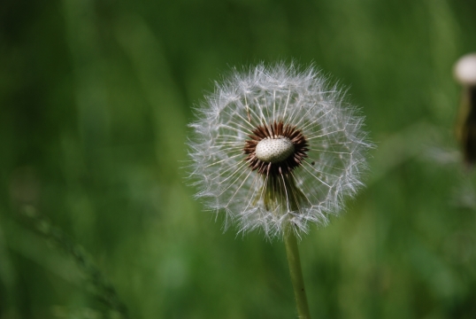 虚化背景户外自然绿色枝干蒲公英微距写真