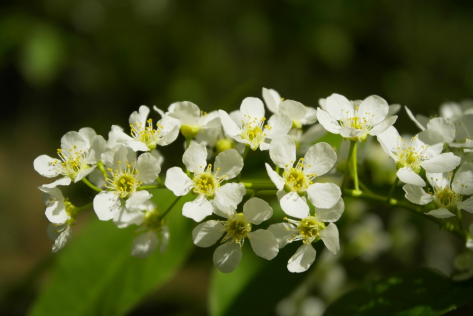 虚化背景阳光自然绿色植物白色花朵