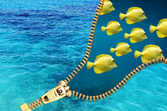 蓝色大海拉链拉开是黄色的深海鱼