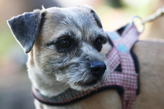 虚化背景城市街道可爱宠物狗