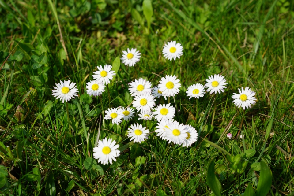 户外自然绿色草坪清新白色花朵雏菊植物