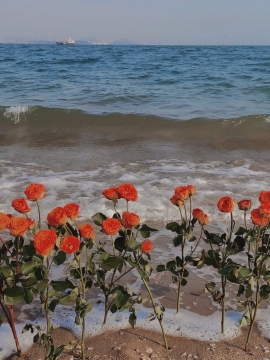 唯美系海边玫瑰花写真