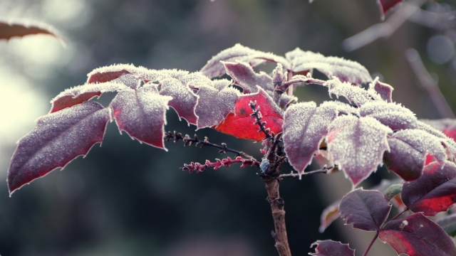 寒冷的冰雪霜冻无水印电脑桌面高清壁纸图片