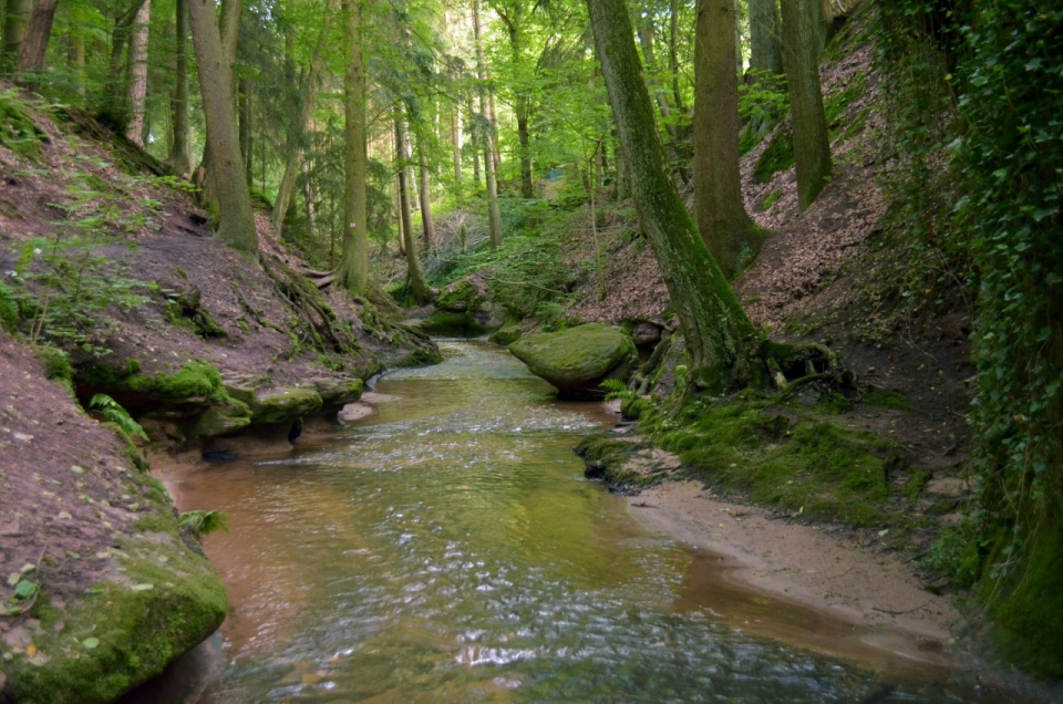 绿色森林间小溪流水自然美景