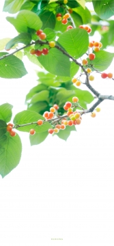 唯美清新护眼手机壁纸