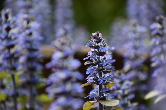 紫色薰衣草植物鲜花摄影