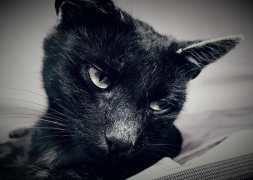 趴在地面上的可爱黑猫