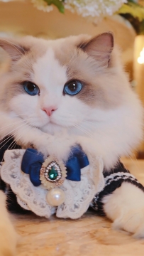 可爱漂亮猫咪手机壁纸