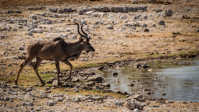 走在荒野水源边的羚羊