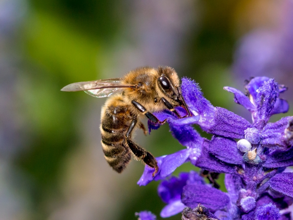 在紫色花朵上采花蜜的小蜜蜂特写