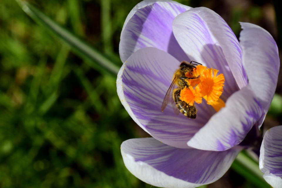 微距摄影_虚化背景紫色花朵植物花蕊上蜜蜂