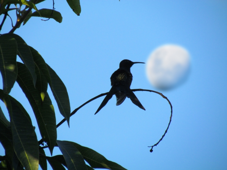 站在树枝上的小鸟凝望着远方