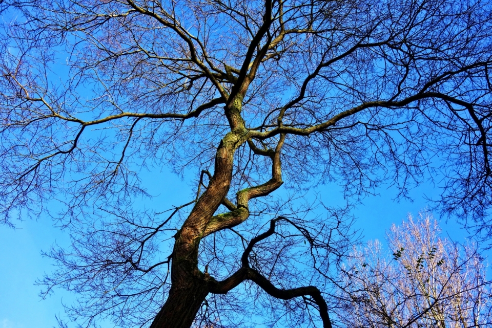 蔚蓝天空下造型独特的老橡树