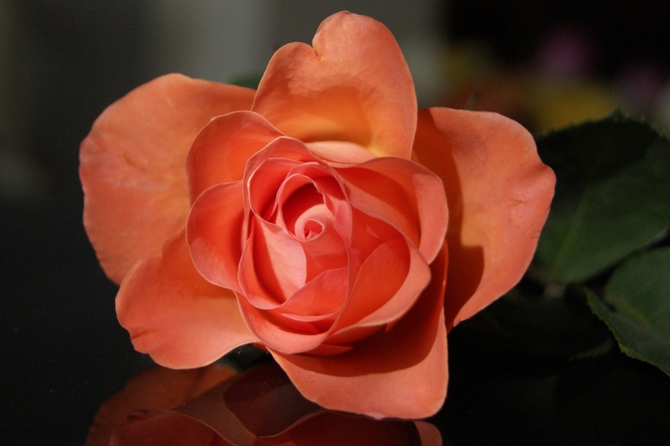 自然户外美丽浪漫橙色花朵玫瑰植物