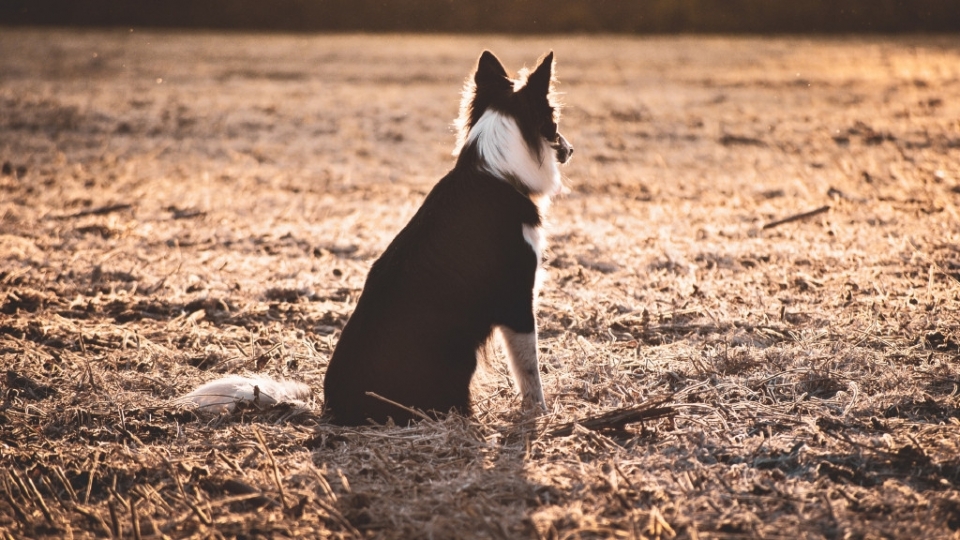 牧羊犬高清桌面壁纸图片