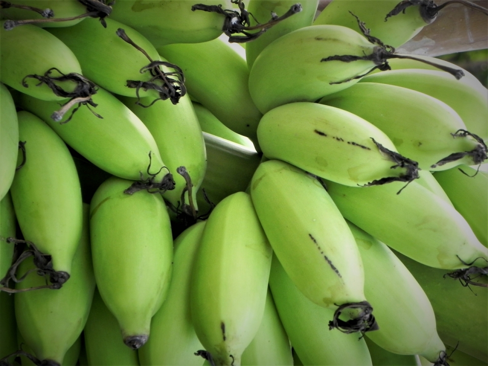 未熟新鲜绿色香蕉水果