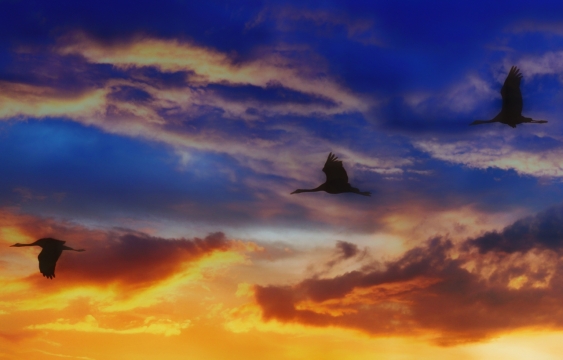 傍晚渐变璀璨云层天空飞翔大雁光影