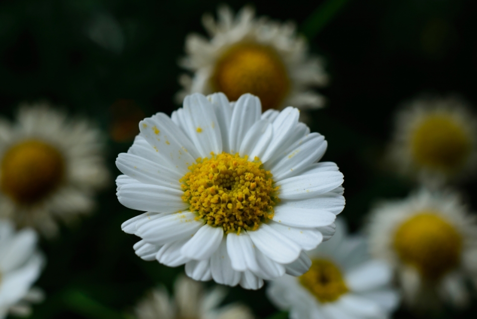 虚化背景黄色花蕊白色花朵自然植物
