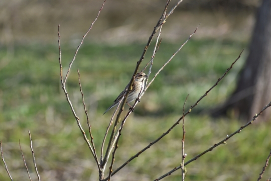 阳光户外自然树木树枝野生鸟类动物