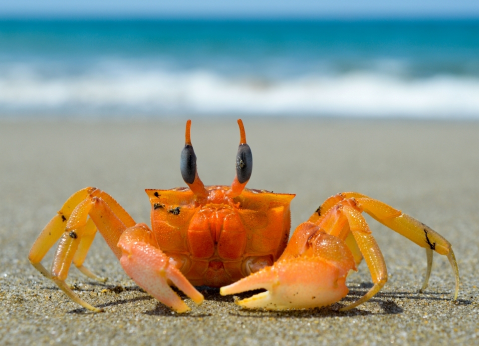 阳光户外自然大海沙滩橙色小巧螃蟹