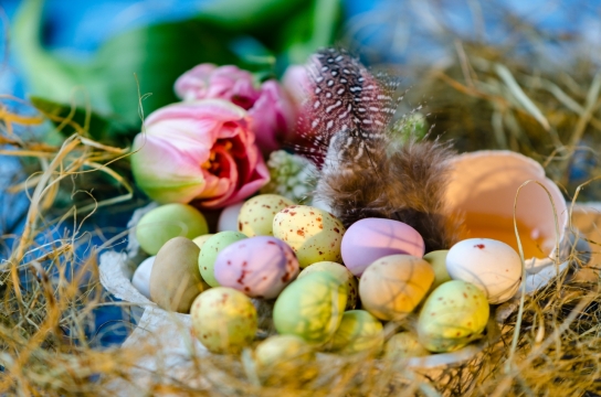室内蓝色桌面粉色郁金香植物彩蛋