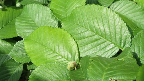 榆树高清桌面壁纸