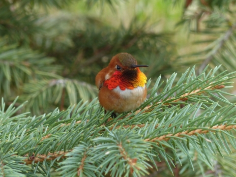 停留在树枝枝头上休闲的蜂鸟