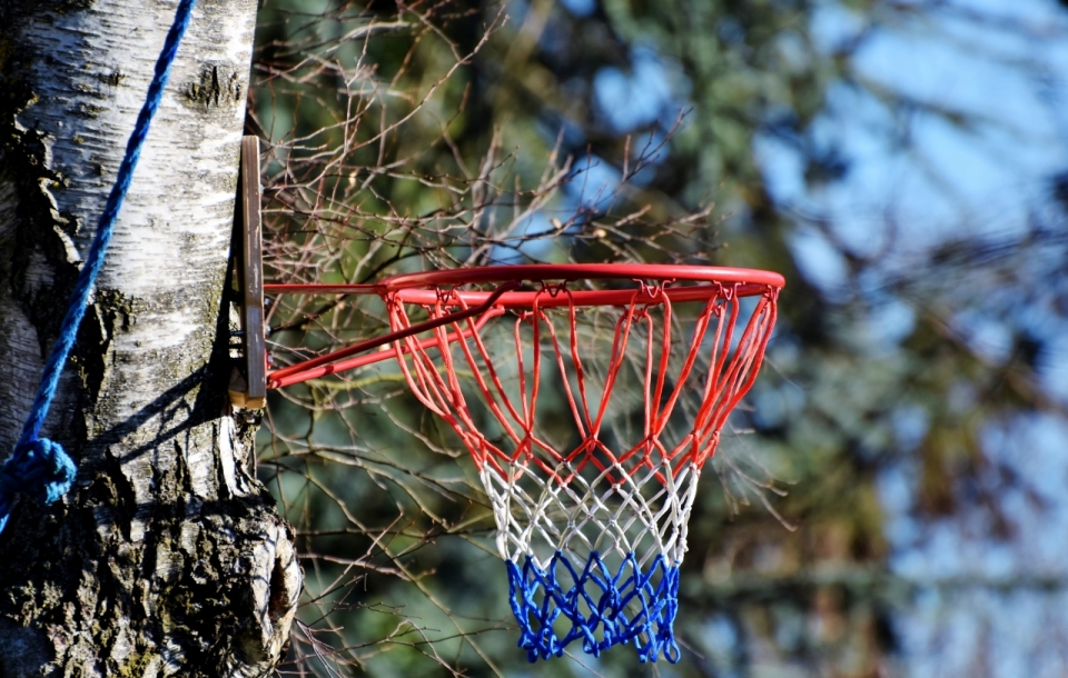 阳光自然树木树干上彩色篮球框