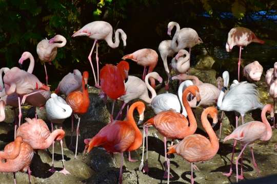 在沼泽中的火烈鸟群动物摄影